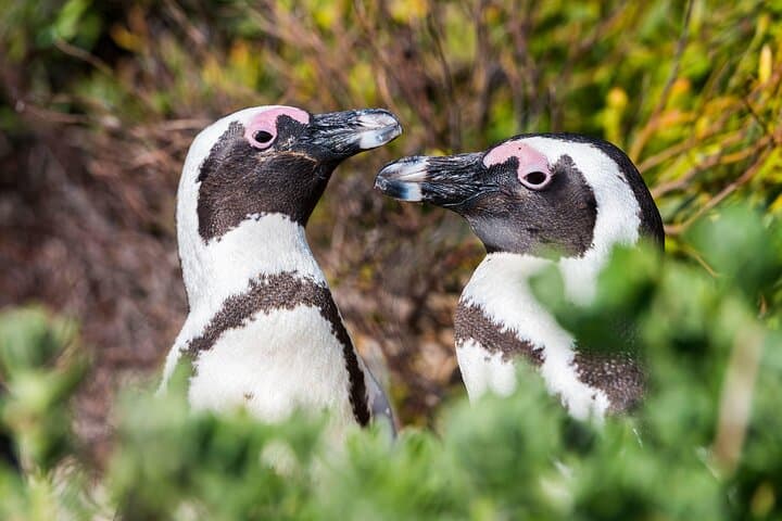 Cape of Good Hope & Penguins Small Group Tour-All Park Fees Incl.