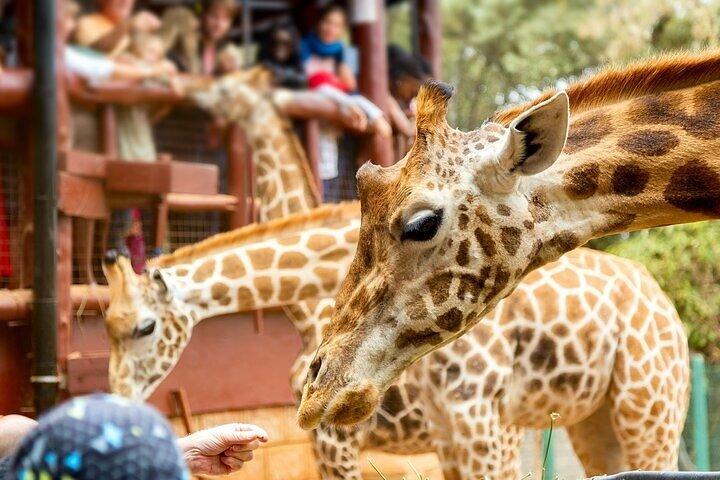 Museo Karen Blixen, Centro de Jirafas, Cuentas y Bomas de Kenia