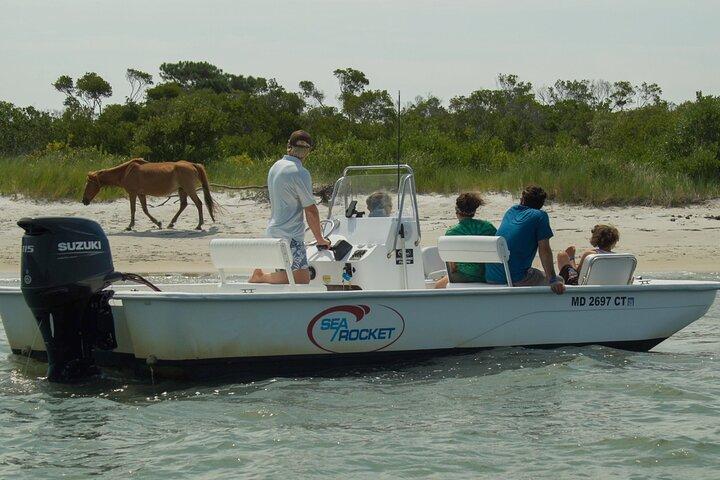 Croisière privée de 1 heure sur l'île d'Assateague à Ocean City