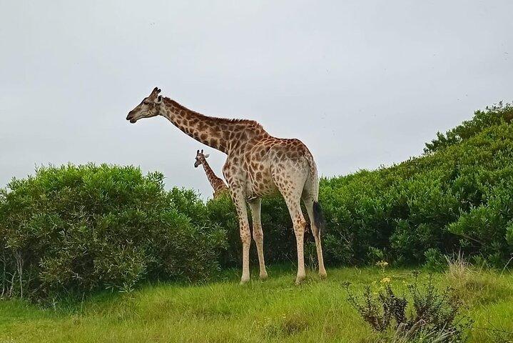 Kragga Kamma Game Park & Stadstour
