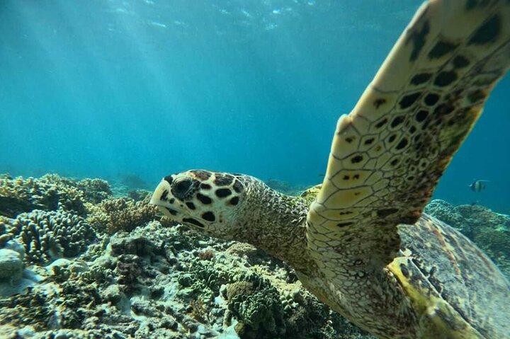 エアメノとトラワンガンのギリ諸島プライベートシュノーケリングツアー