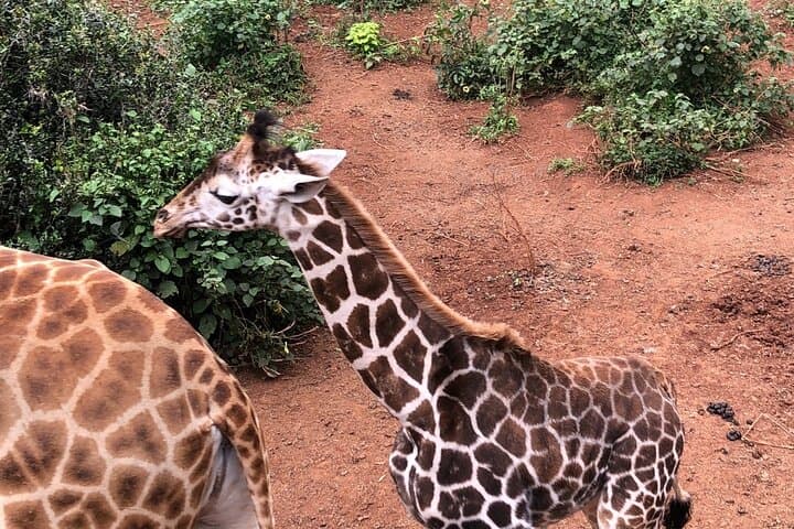 Half Day Excursion Tour in Nairobi