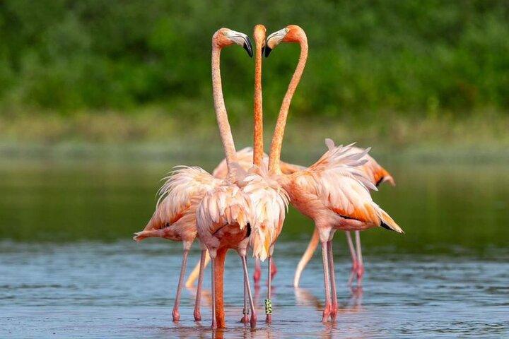 Yucatán Colors Tour: Pink Lakes, Cenote & Beach From Merida