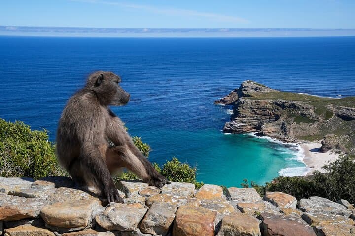 Table Mountain, Cape Point & Penguins Shared Tour incl. Park Fees