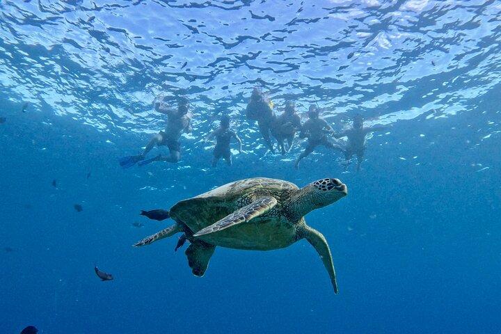 Small group Turtle Snorkel (18 people max): Sightings Guaranteed