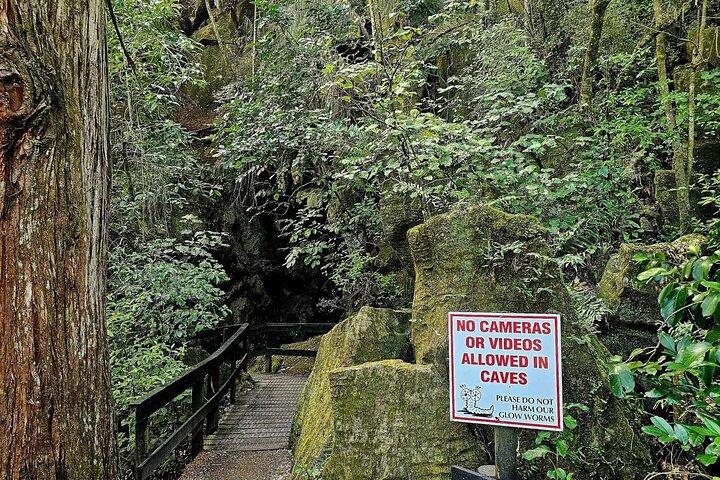 *Popular Tour* - Bay of Islands : Natuuravontuur - 4 uur