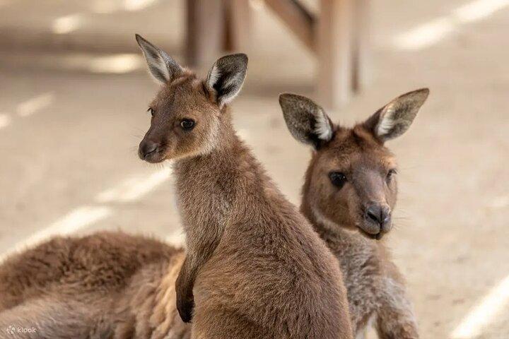 Blue Mountains Day Tour with Zoo and Scenic World Japanese Guide