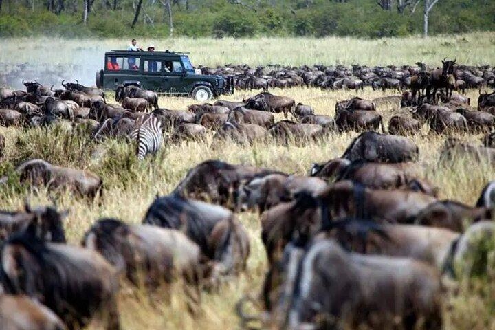 4 Giorni Naivasha e Masai Mara Meraviglie