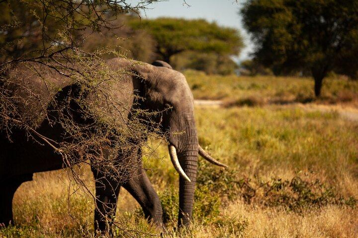 5 dagar Tanzania Safaris Tarangire, Ngorongoro och Serengeti.