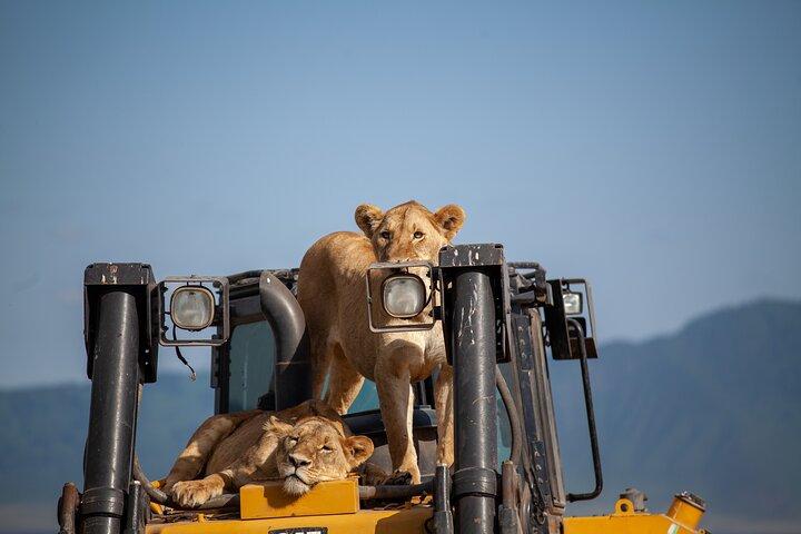 5 dagar Tanzania Safaris Tarangire, Ngorongoro och Serengeti.