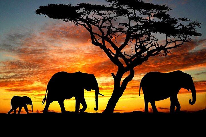 3 Dagar Maasai Mara guidad Safari på 4x4 Land Cruiser från Nairobi