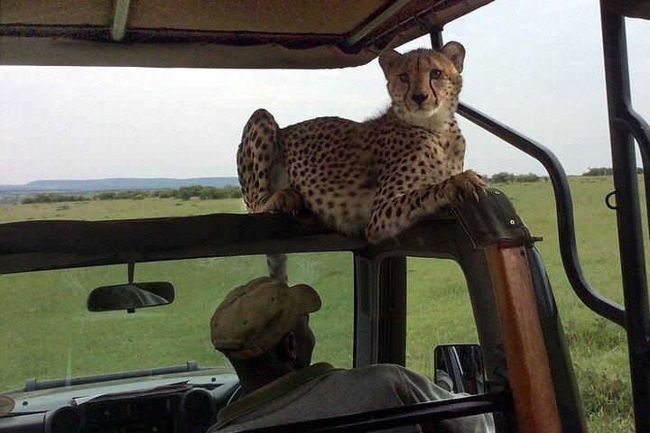 3 jours Masai Mara Camping Safari économique sur 4X4 Land Cruiser