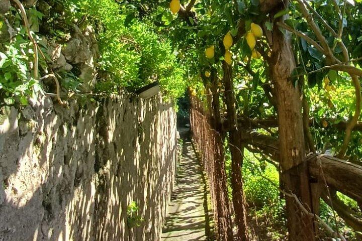 Maiori: Hiking Tour to a Lemon Farm with Lemon Tastings