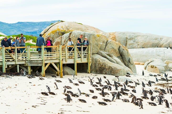 Cape of Good Hope & Penguins Small Group Tour-All Park Fees Incl.