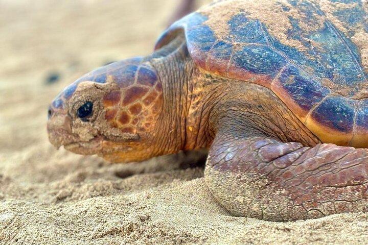 Boa vista Schildkrötenbeobachtung mit lokalen Guides