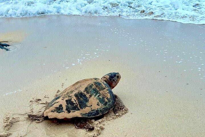 Boa vista Schildkrötenbeobachtung mit lokalen Guides