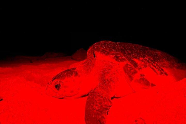 Boa vista Schildkrötenbeobachtung mit lokalen Guides