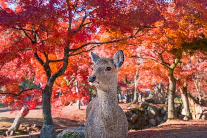 Private Kyoto Tour mit dem Auto mit optionalen Nara oder Osaka Add-Ons