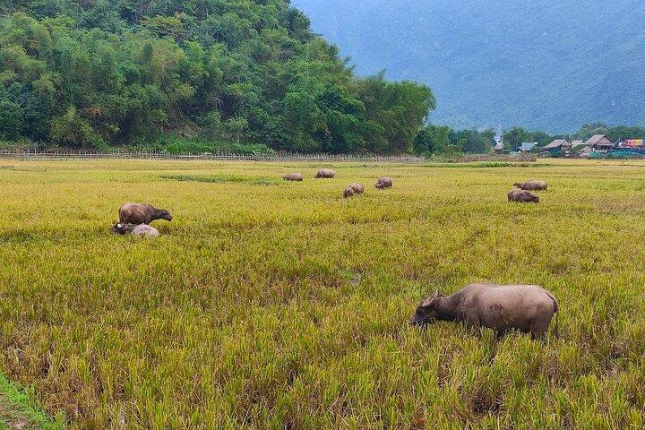 Mai Chau in 1 dag: Fiets door de rustige dorpen van Vietnam