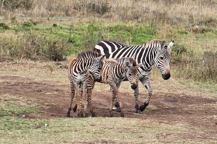 4 Giorni Naivasha e Masai Mara Meraviglie