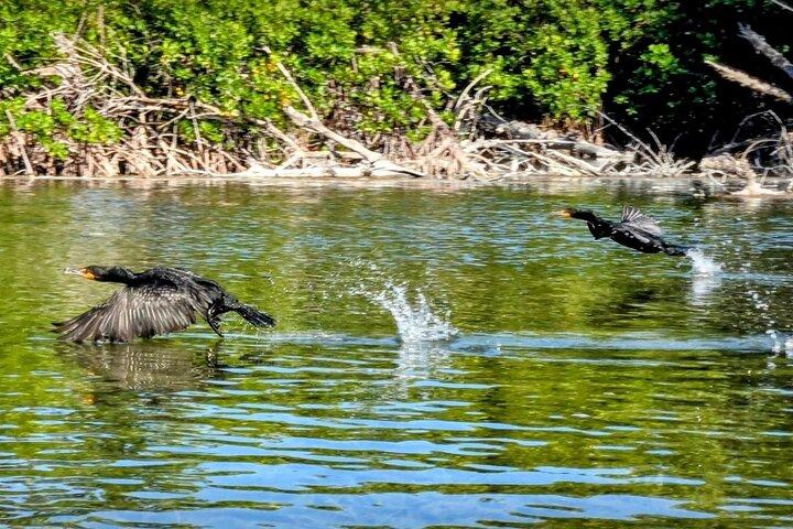 Guidade Mangrove Eco Tours Kajak eller Paddelbräda äventyr