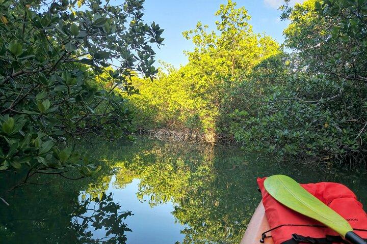 Guidade Mangrove Eco Tours Kajak eller Paddelbräda äventyr