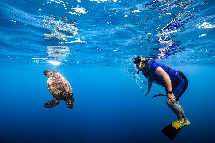 Hoteller i nærheden af Waikiki Turtle Canyon Snorkel Turtles