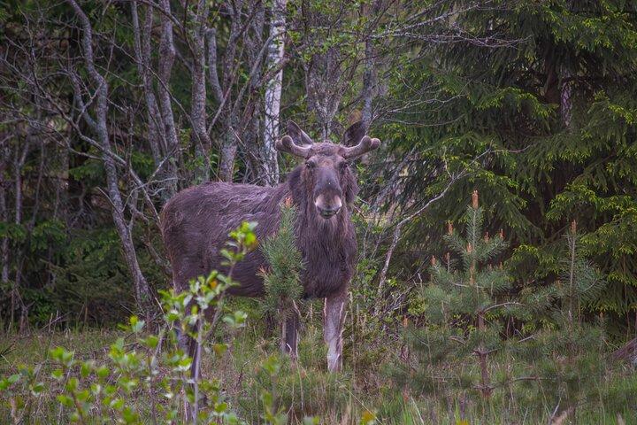 From Helsinki: Moose & Wildlife Safari with Campfire Dinner