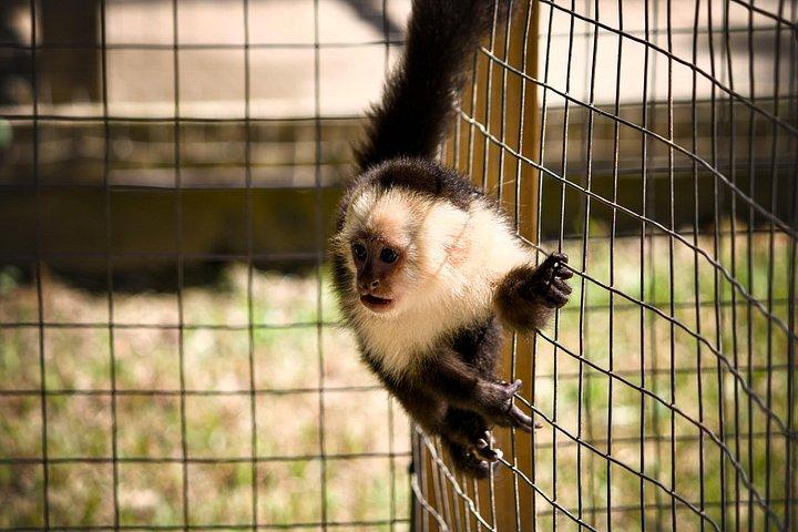 ジップラインモンキー/ナマケモノコンボのロアタンATVアドベンチャー