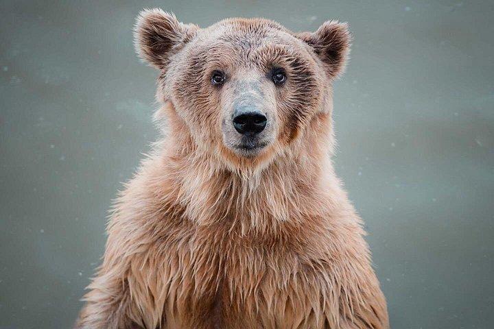 アフリカ公園サファリファミリーフレンドリーネイチャーツアー
