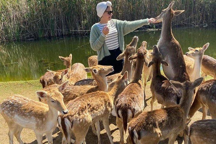 アフリカ公園サファリファミリーフレンドリーネイチャーツアー