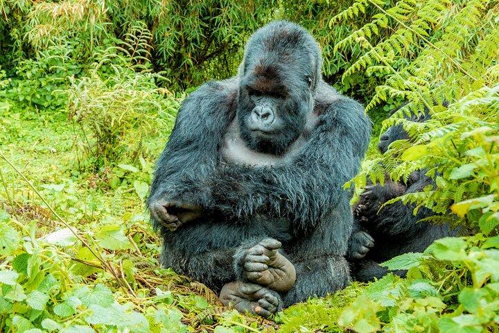ブウィンディの侵入不可能な森でゴリラトレッキング3日間