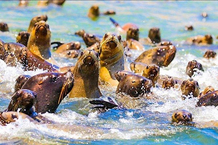 Paracas Full Day Tour