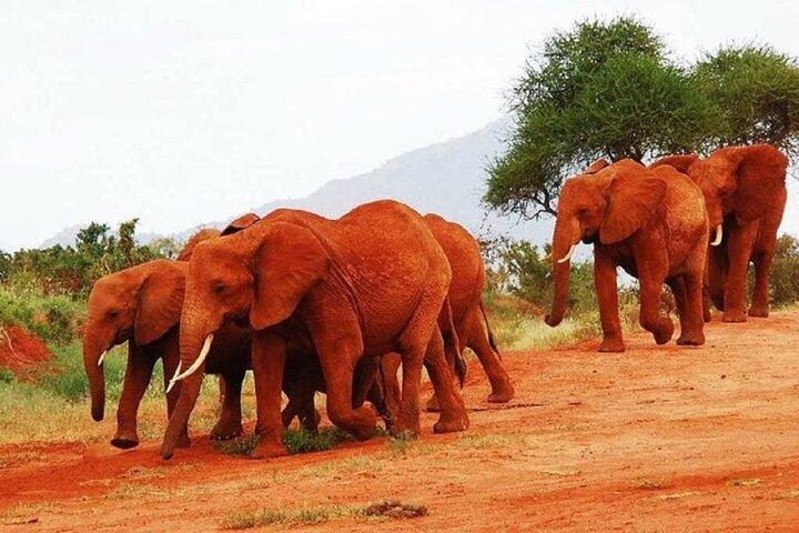 ツァボ東西サファリ野生動物観光2日間