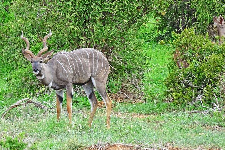 ツァボ東西サファリ野生動物観光2日間