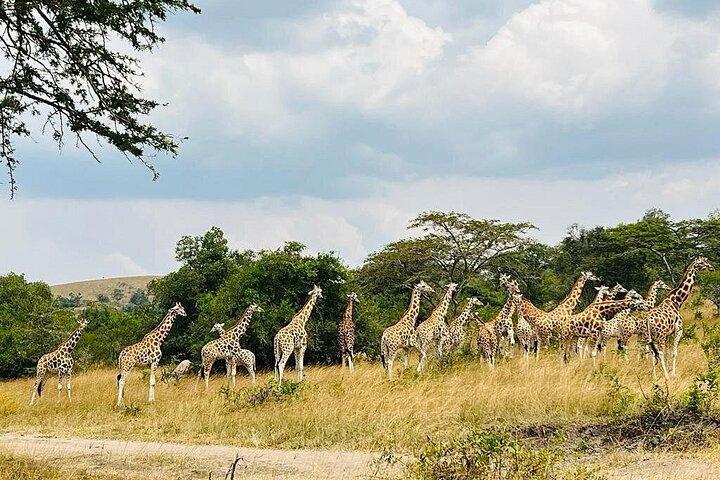7 Tage Ultimate Uganda Safari: Gorillas, Seen und Nationalparks