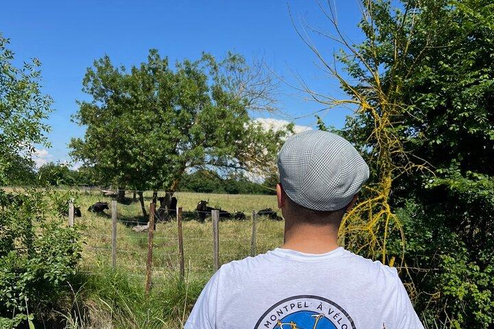 Guidet tur i Montpellier i Petite Camargue på elektrisk cykel