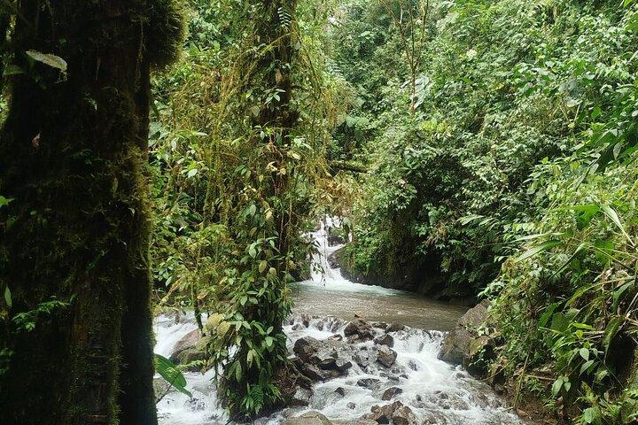 Mindo Cloudforest Tour privato di un'intera giornata da Quito