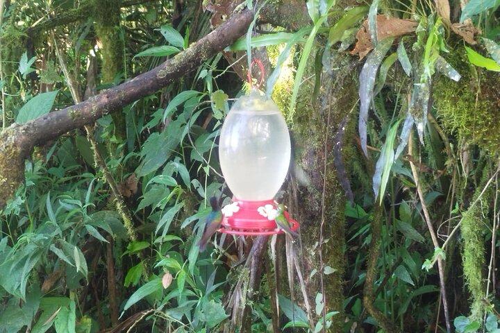 Mindo Cloudforest Tour privato di un'intera giornata da Quito