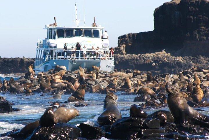 メルボルン発フィリップ島野生動物クルーズとペンギンツアー