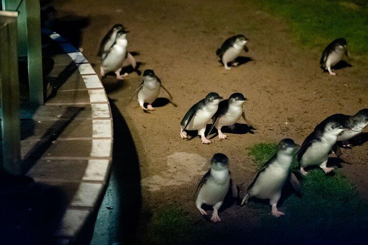 Phillip Island Wildtier- und Pinguintour mit Kreuzfahrtoption