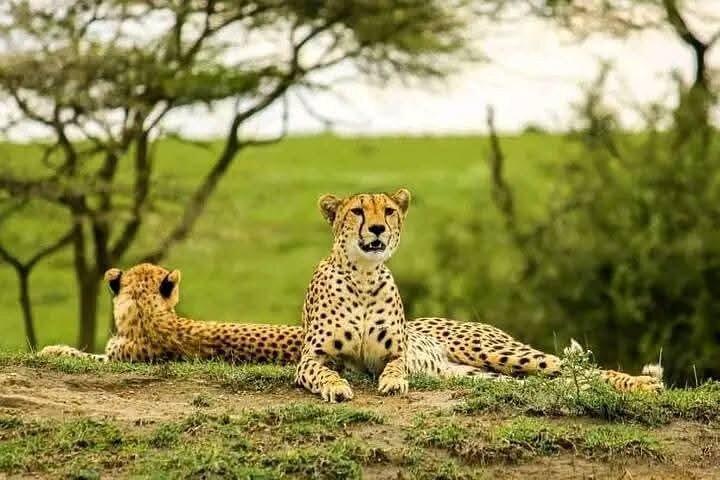 6 Days Magical Kenya Urban and Bush Safari Experience