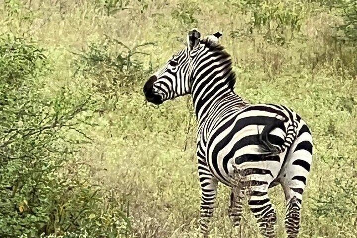 5 dage: Hoteller i nærheden af Serengeti, Ngorongoro og Tarangire Safari