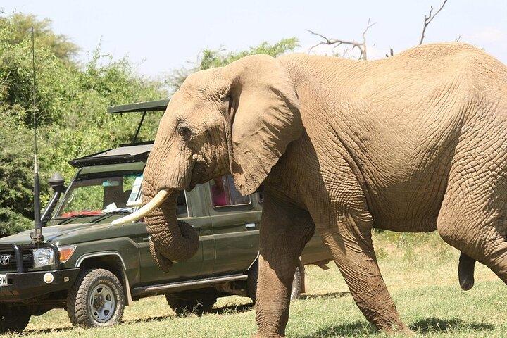 4-Tage Die ungezähmte Schönheit von Maasai Mara & Nakuru in den Sarova Lodges