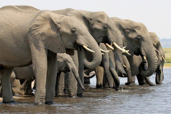 ビクトリアフォールズチョベ国立公園日帰りツアーから