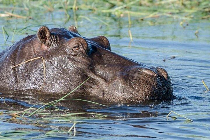 ビクトリアフォールズチョベ国立公園日帰りツアーから
