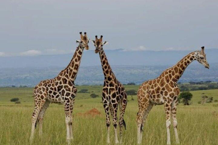 Safari Game Drive
