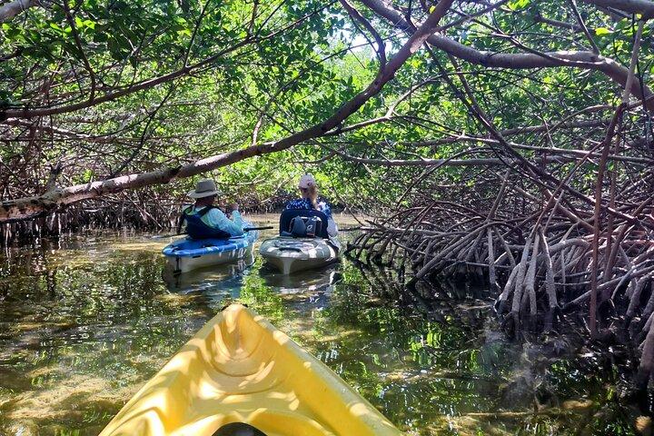Guidade Mangrove Eco Tours Kajak eller Paddelbräda äventyr