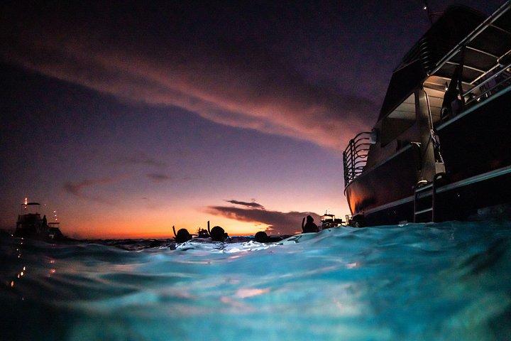 One Tank Manta Night Dive and Snorkel