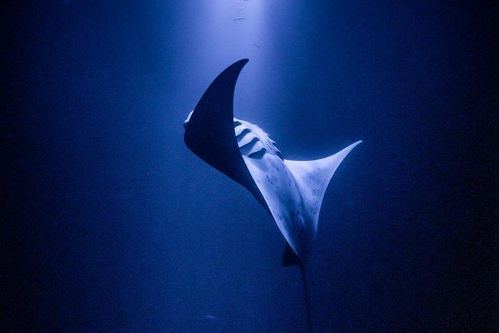 One Tank Manta Night Dive and Snorkel